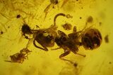 Fossil Ants (Formicidae) and a Centipede (Geophilidae) in Baltic Amber #166214-2